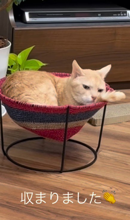 ハンモックに入っている猫