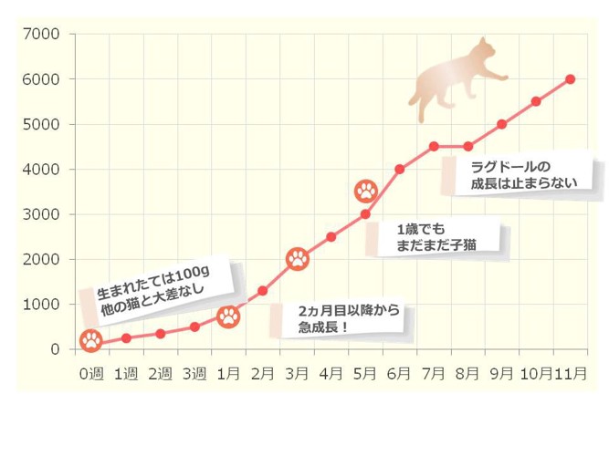 ラグドールの体重推移