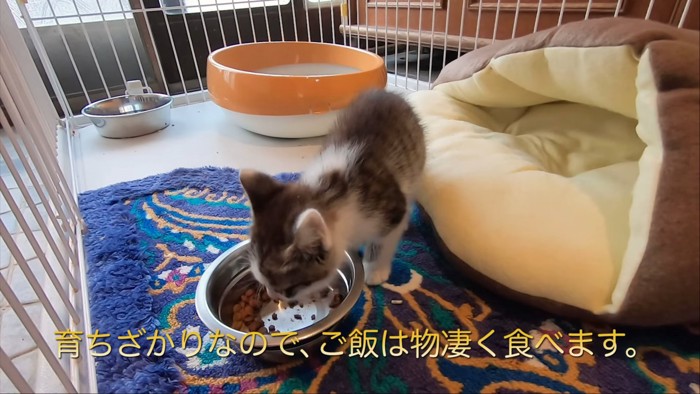 フードを食べる子猫