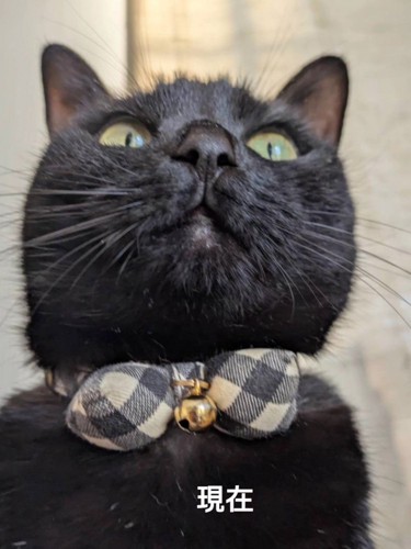 下から見た猫の顔