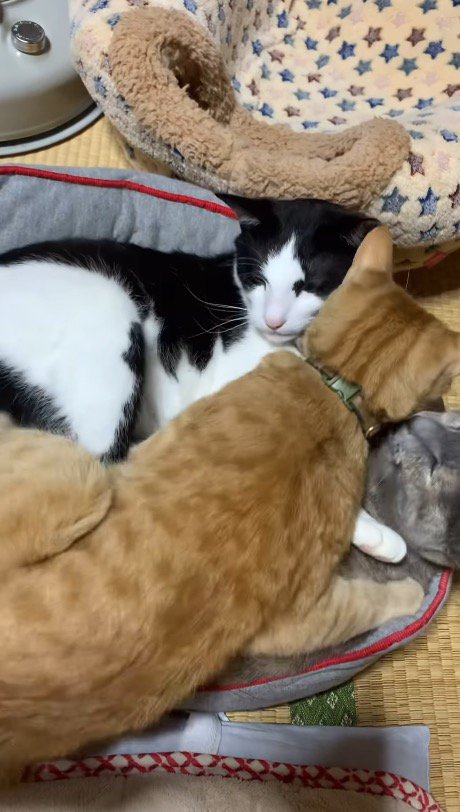 茶色い猫に乗られる2匹の猫