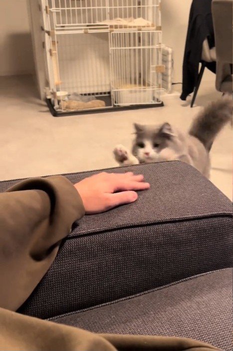 ソファーにジャンプする猫