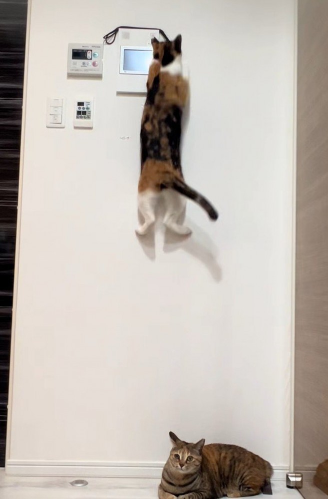 飛び上がる三毛猫3