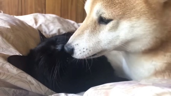 猫を舐める犬