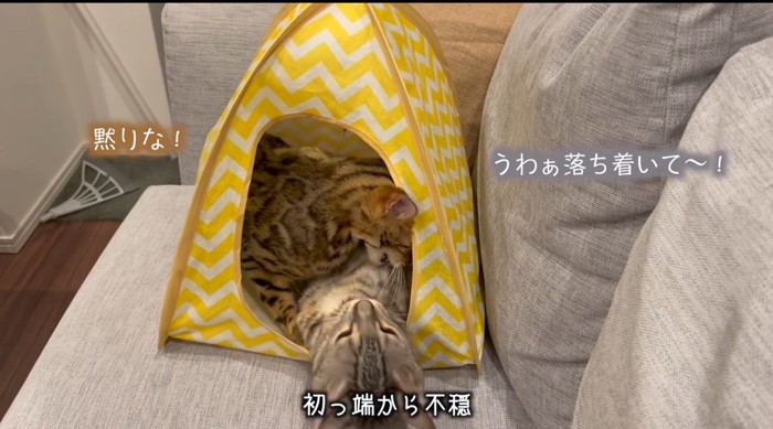 ハウスの中の猫