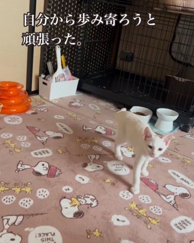 歩いてくる子猫