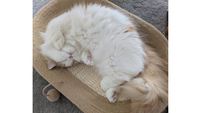 寝ている猫