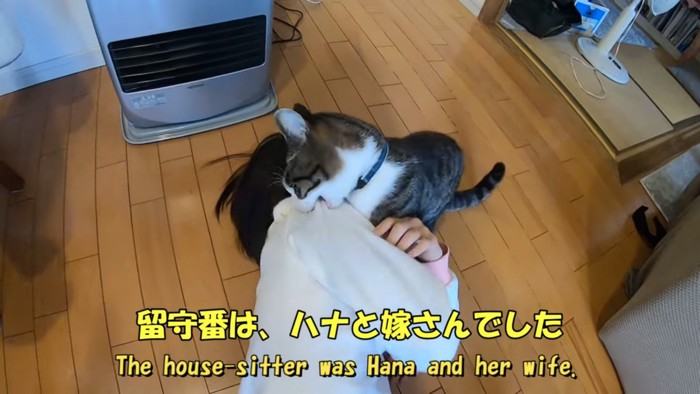 肩を噛む猫