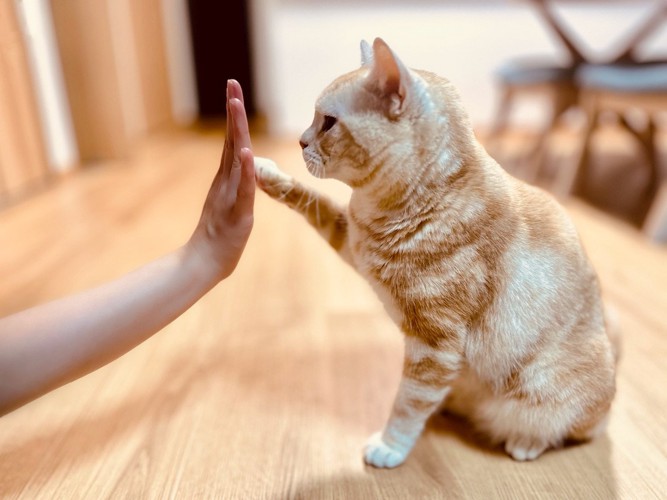 飼い主とハイタッチする猫