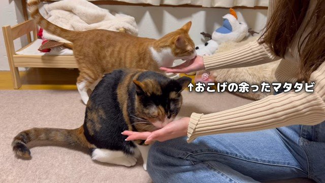 女性の手のにおいを嗅ぐ2匹の猫