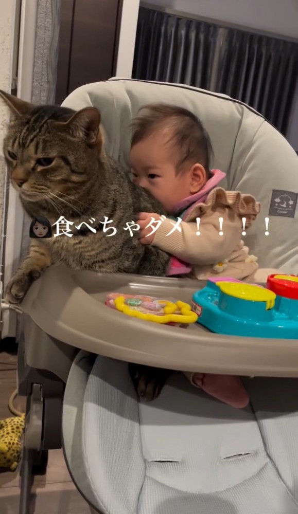 猫の背中にかぶりつく赤ちゃん