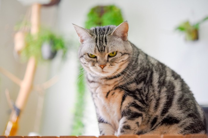 カメラ目線の猫