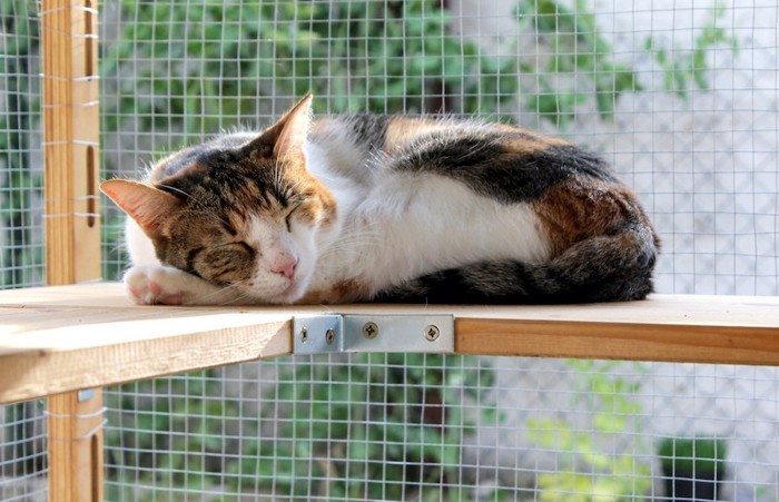 ケージの台の上で眠る猫