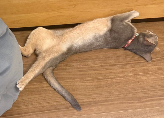 猫がベッドの横で寝ている（アップ）