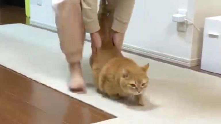 室内にいる猫