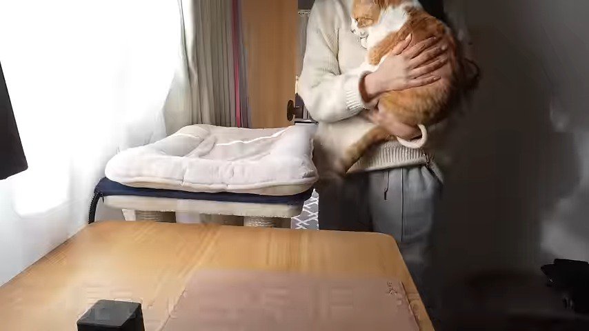 抱っこされる猫