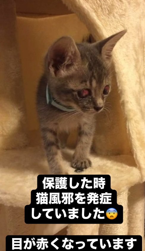 目が赤くなっている子猫