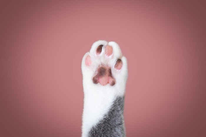 猫の肉球