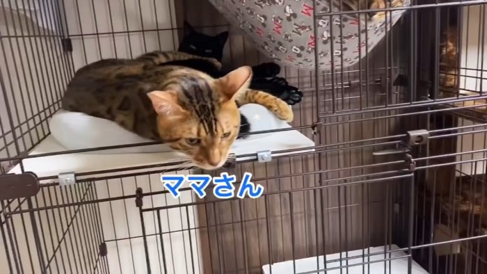 ケージの中で寝る猫