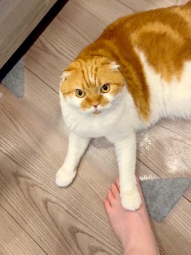 飼い主の足に手を置く猫