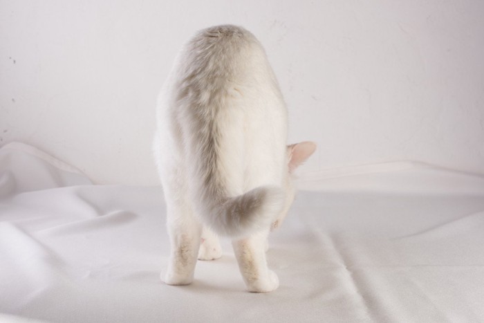 猫のお尻