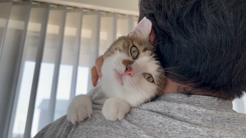 抱っこしてもらう猫2
