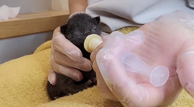 上手にミルクを飲む黒猫ちゃん