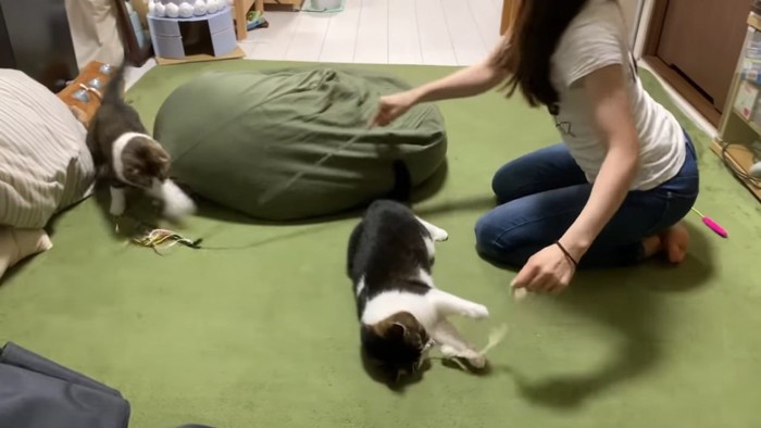 おもちゃでそれぞれ遊ぶ2匹の猫