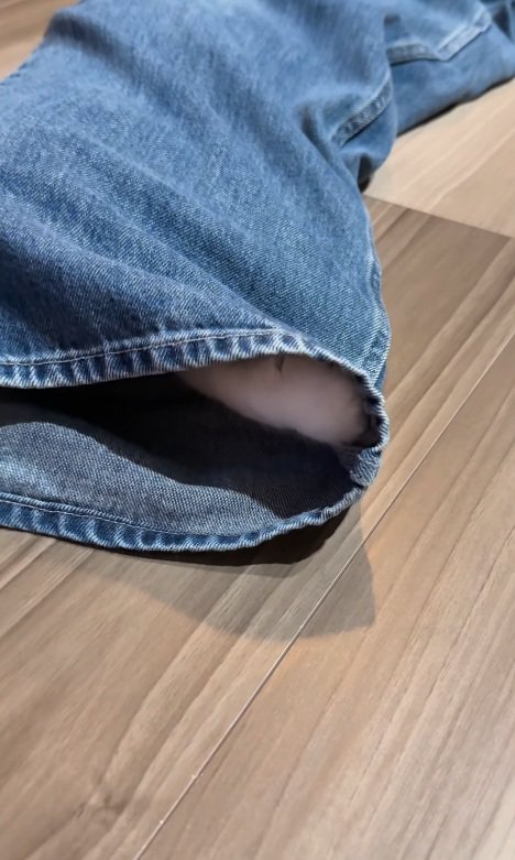 姿を隠す猫