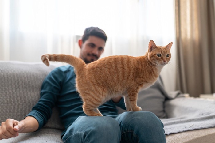 人の膝の上に立つ猫
