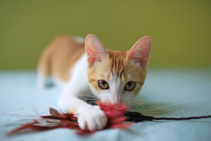 おもちゃで遊ぶ子猫