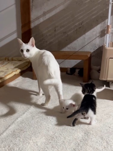 母猫と2匹の子猫