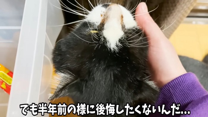 お母しゃんに顎を撫でられる野良猫