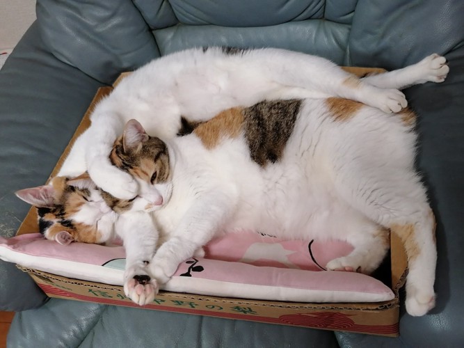 仲良し三毛猫姉妹