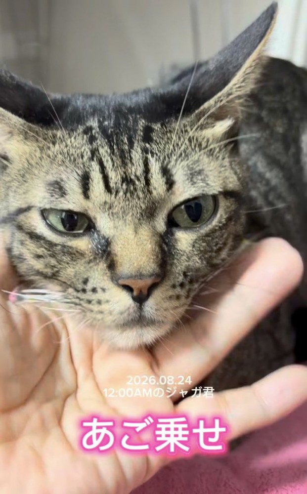 飼い主さんの手に顎を乗せるキジトラ猫