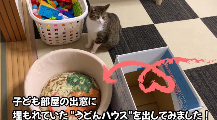 ハウスの前の猫