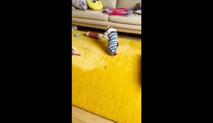 オモチャを捕獲
