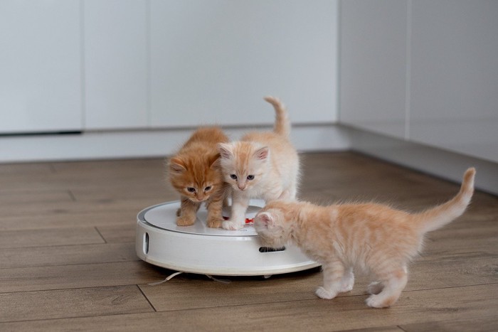 ルンバに乗る子猫たち