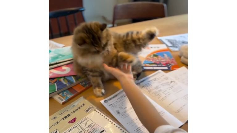 テーブルの上の猫