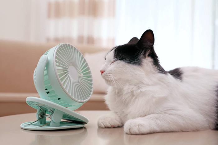 扇風機直風の猫