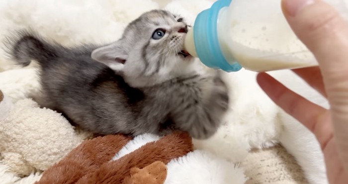 ミルクを飲むカンナちゃん