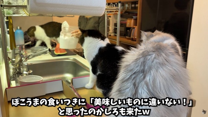 テロップ「ぽこうまの食いつきに~」