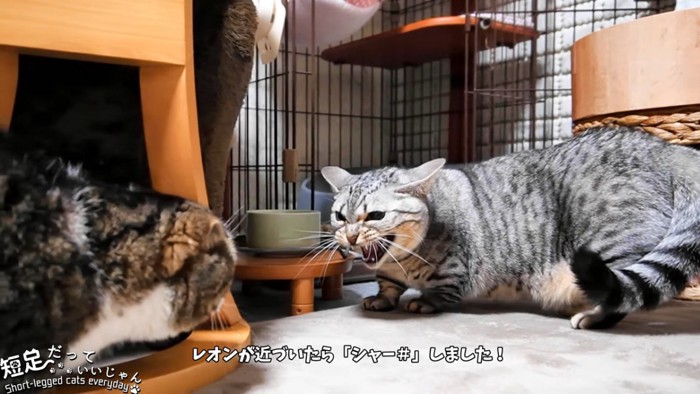 シャーする猫