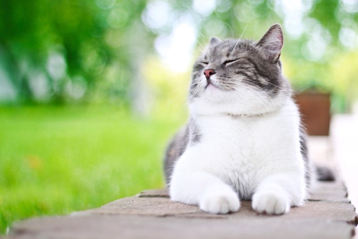 外で気持ちよさそうに寛ぐ猫