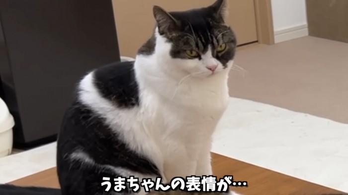 鋭い目つきの猫