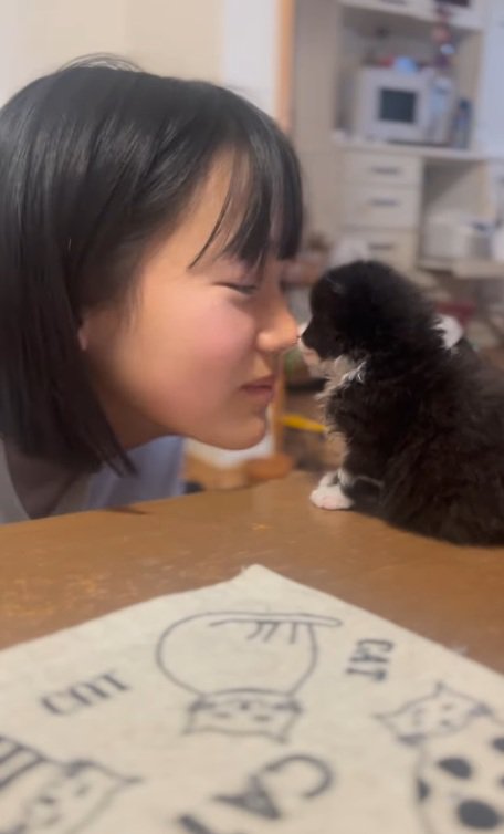 机の上にいる子猫に鼻をあてる女の子