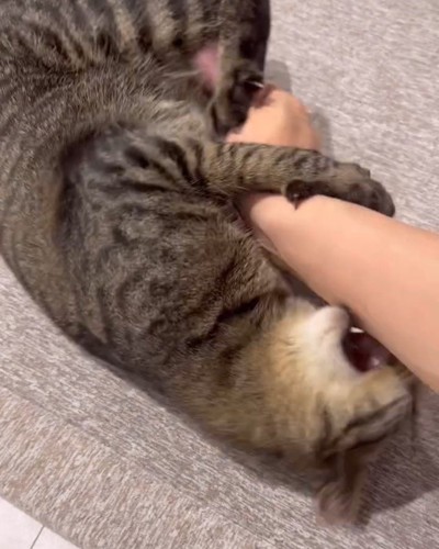 人の腕を噛む猫