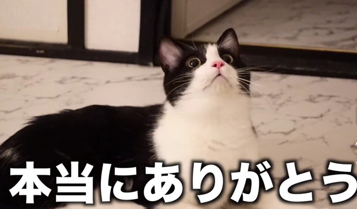 見上げる猫