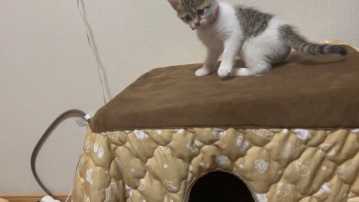 ピンクちゃんひとり