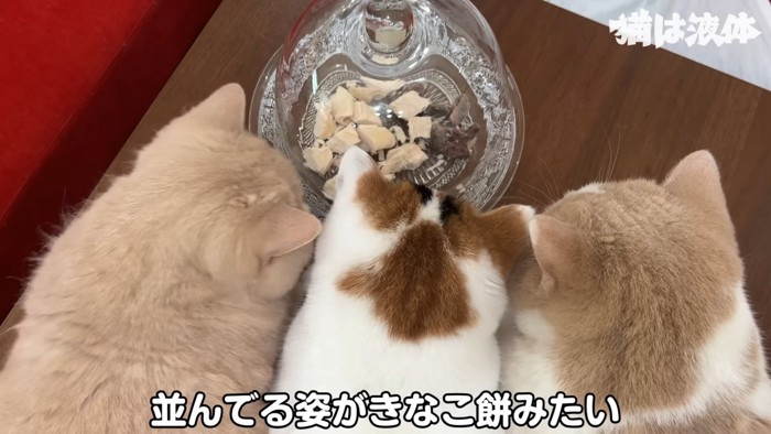 おやつを見る猫の後ろ頭